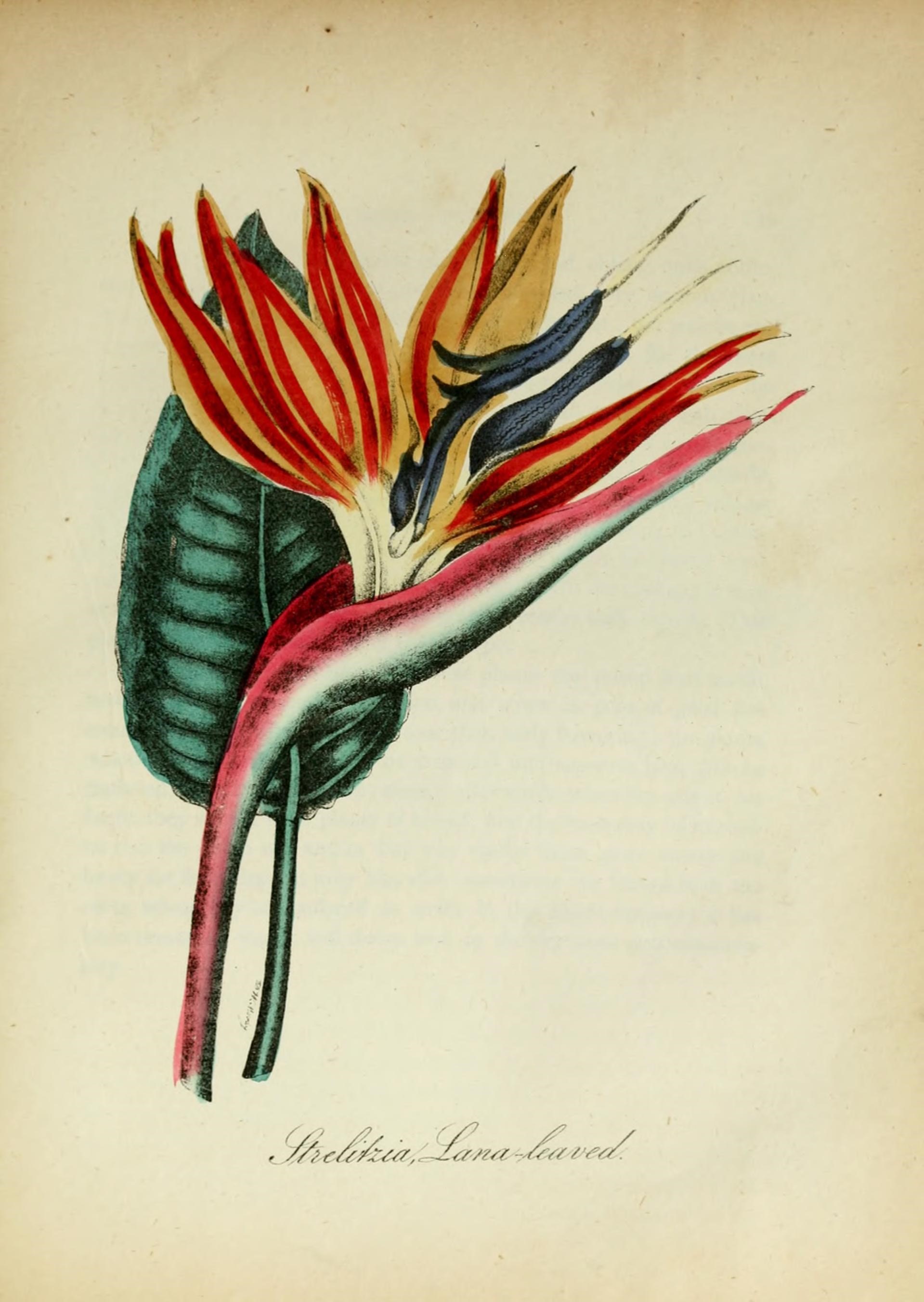 Vintage Strelitzia botanical print